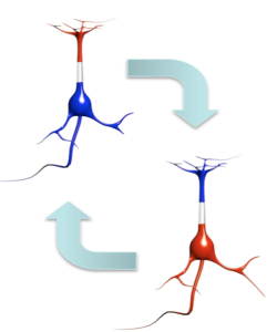 What is transcranial Alternating Current Stimulation (tACS)?